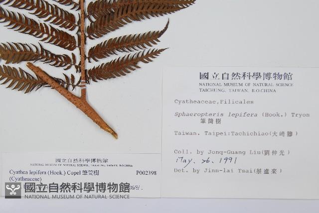 筆筒樹藏品圖，第2張