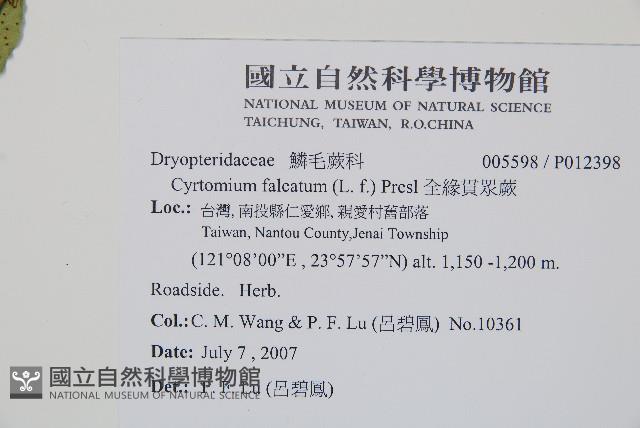 披針貫眾蕨藏品圖，第2張