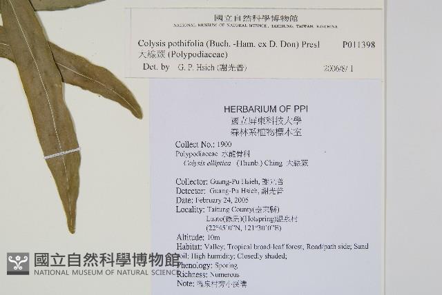 大線蕨藏品圖，第2張