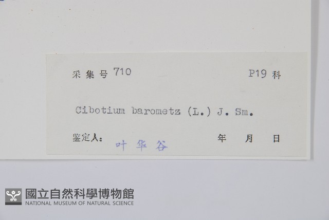 金狗毛蕨藏品圖，第2張