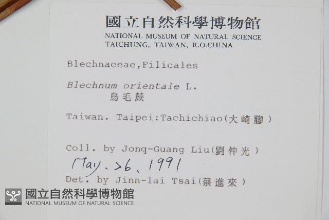 烏毛蕨藏品圖，第2張