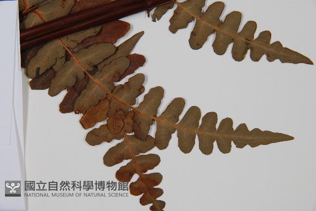 栗蕨藏品圖，第3張