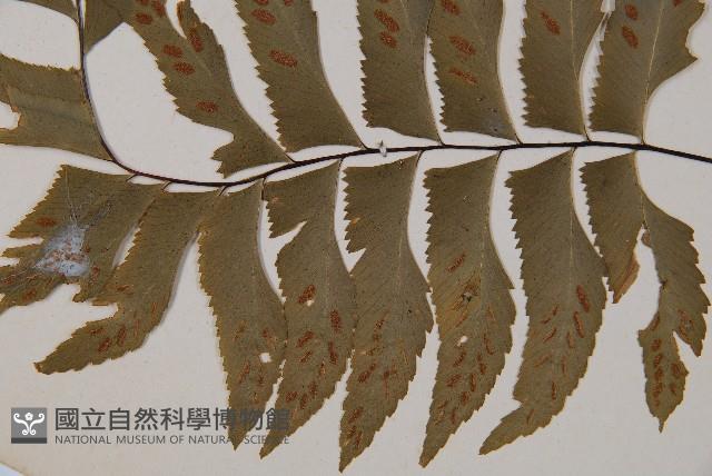 單邊鐵角蕨藏品圖，第3張