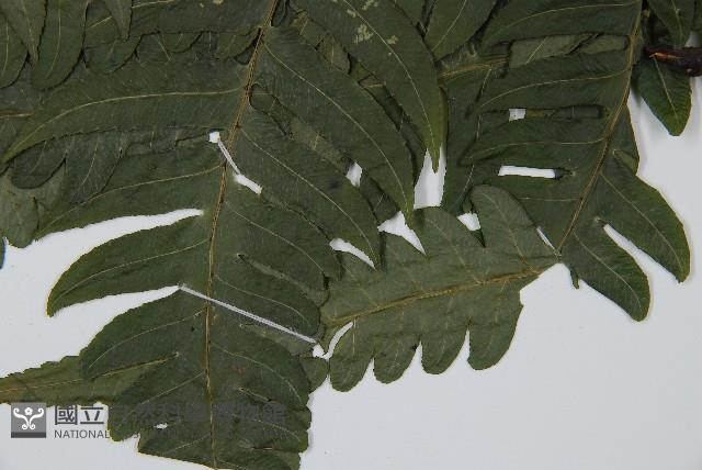 毛柄短腸蕨藏品圖，第3張