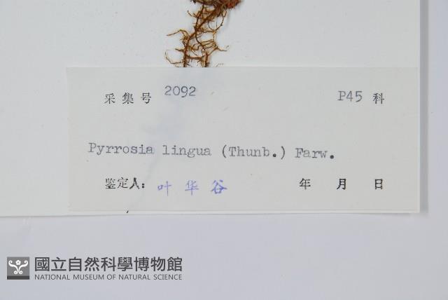 石葦藏品圖，第2張