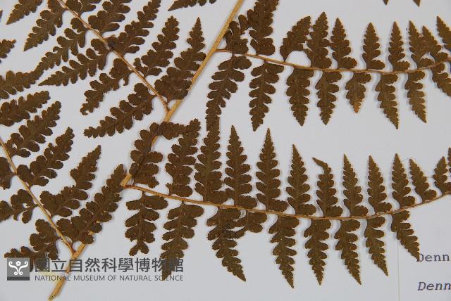 刺柄碗蕨藏品圖，第3張