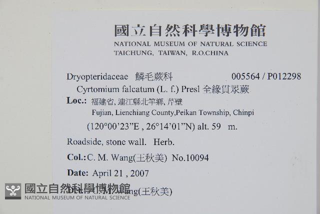 全緣貫眾蕨藏品圖，第2張