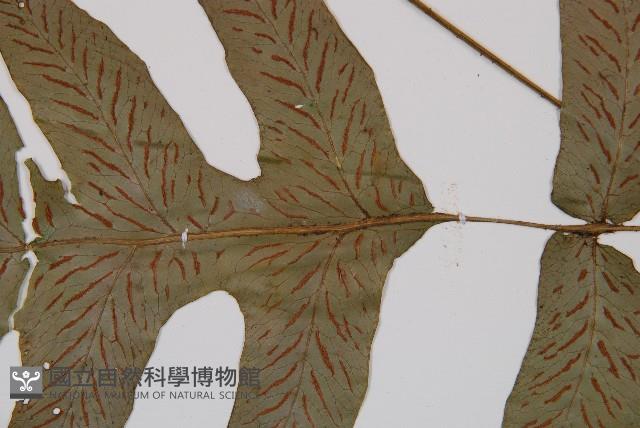 假腸蕨藏品圖，第3張