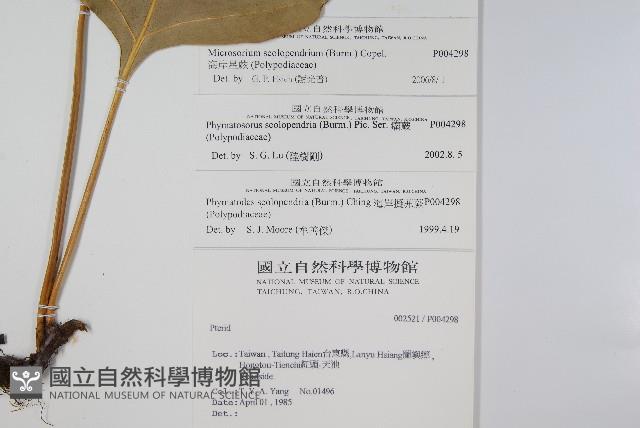 海岸星蕨藏品圖，第2張