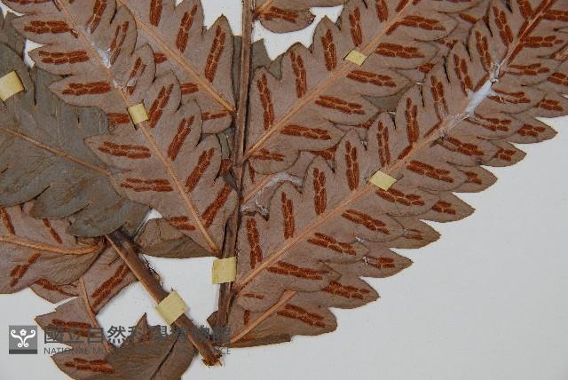 日本狗脊蕨藏品圖，第3張