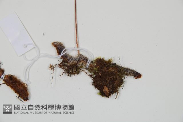 海州骨碎補藏品圖，第3張