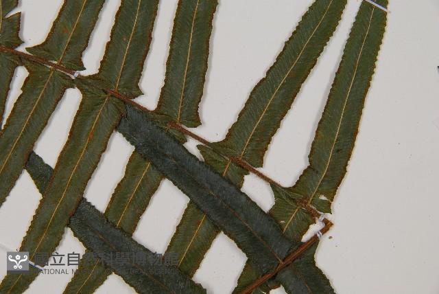 虎克氏鱗蓋蕨藏品圖，第3張