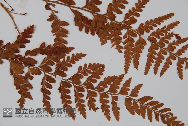 粗毛鱗蓋蕨藏品圖，第3張