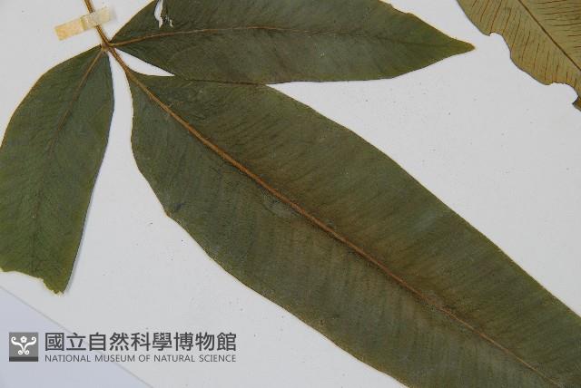 細柄雙蓋蕨藏品圖，第3張