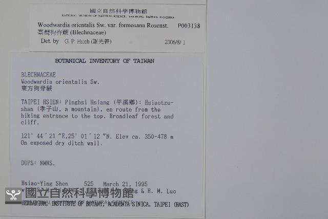 臺灣狗脊蕨藏品圖，第2張