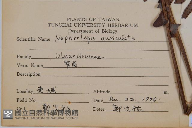 腎蕨藏品圖，第2張