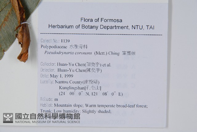 崖薑蕨藏品圖，第2張