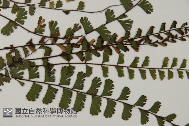 愛氏鐵線蕨藏品圖，第3張