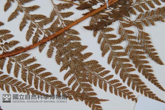 細葉複葉耳蕨藏品圖，第3張