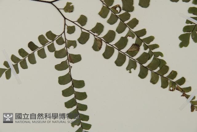 扇葉鐵線蕨藏品圖，第3張