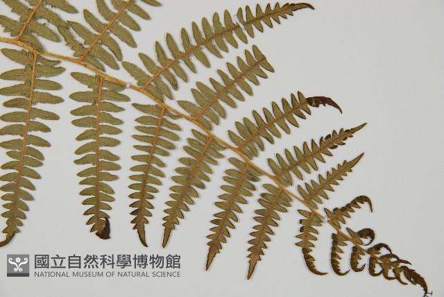 蕨藏品圖，第3張