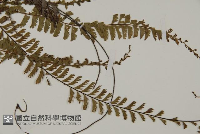 鞭葉鐵線蕨藏品圖，第3張