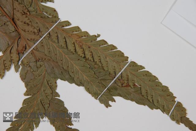 邊緣鱗蓋蕨藏品圖，第3張