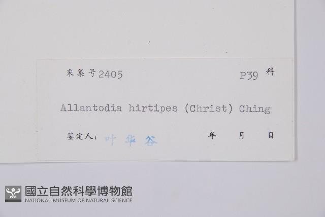 鱗軸短腸蕨藏品圖，第3張