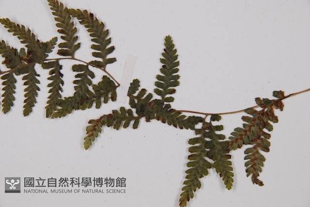 蓬萊蹄蓋蕨藏品圖，第3張