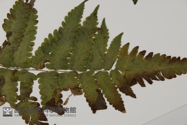 薄葉擬肋毛蕨、南洋三叉蕨藏品圖，第3張