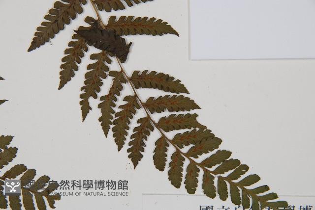 川上氏雙蓋蕨藏品圖，第3張