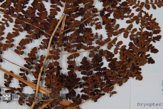 魚鱗蕨藏品圖，第3張