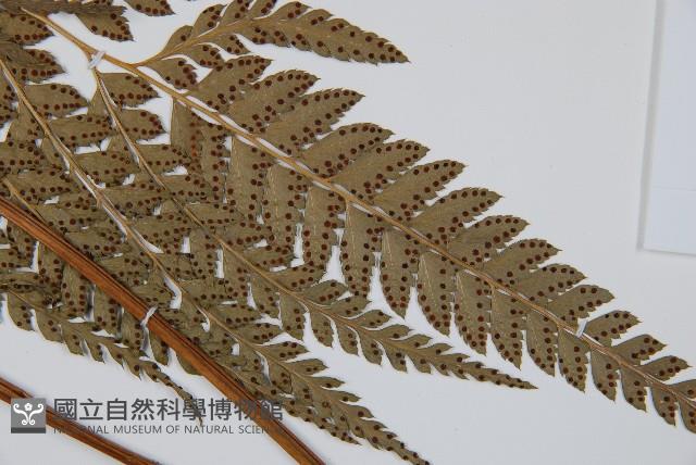 屋久複葉耳蕨藏品圖，第3張