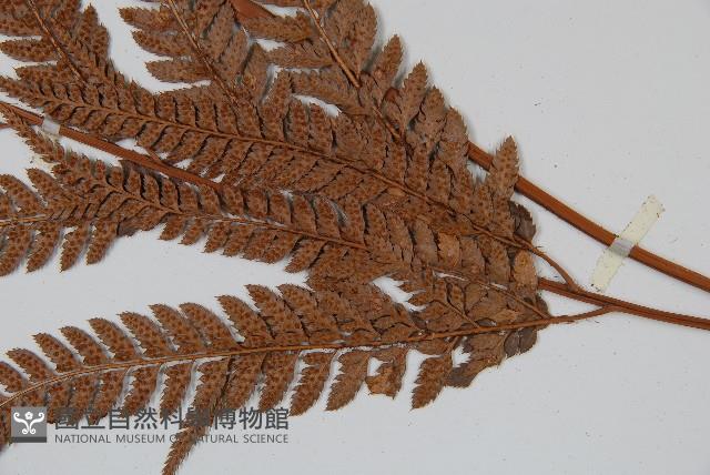 細葉複葉耳蕨藏品圖，第3張