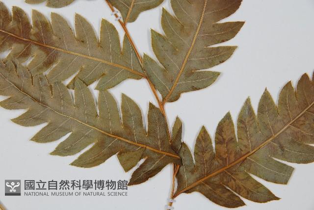 生芽狗脊蕨、頂芽狗脊蕨藏品圖，第3張