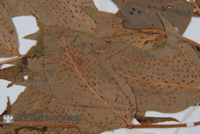 細齒貫眾蕨藏品圖，第3張