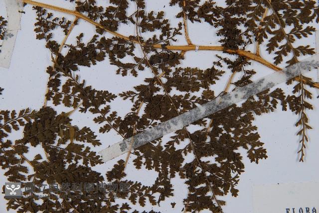 Accession Number:P007638 Collection Image, Figure 3, Total 5 Figures