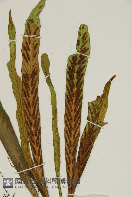 劍葉鐵角蕨、箭葉鐵角蕨藏品圖，第3張