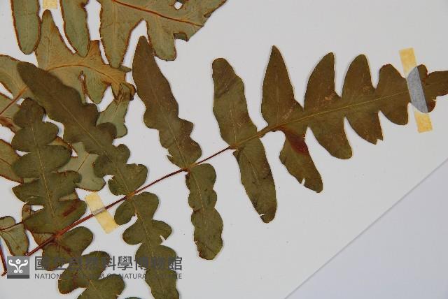 栗蕨藏品圖，第3張