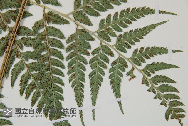 小葉複葉耳蕨藏品圖，第3張