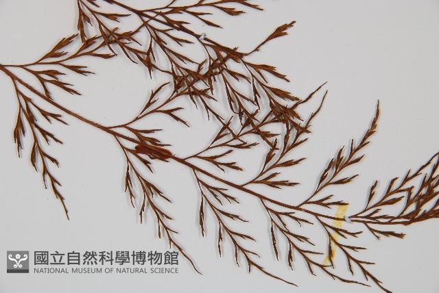 威氏鐵角蕨藏品圖，第3張