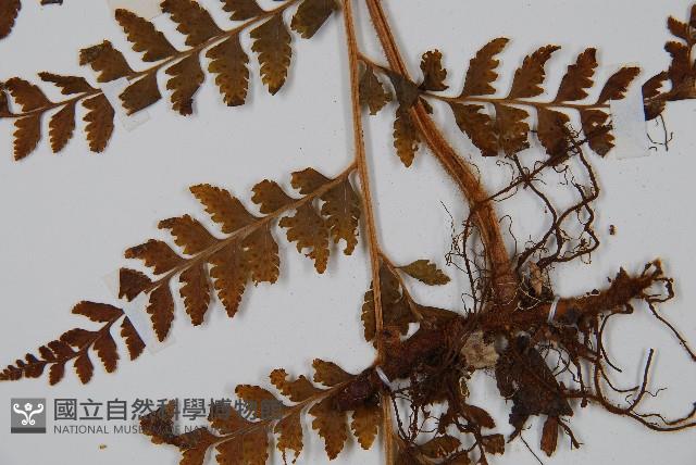 毛果鱗蓋蕨藏品圖，第3張