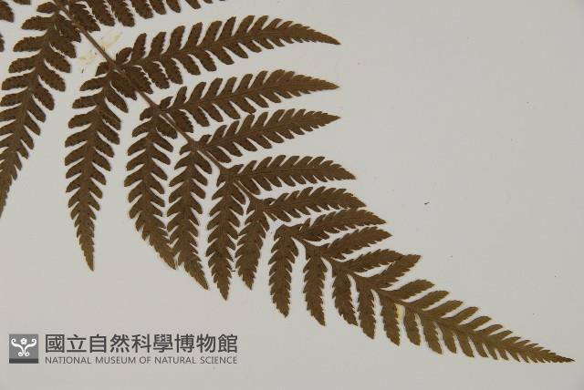 金毛蕨藏品圖，第3張