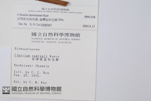 臺灣金狗毛蕨藏品圖，第2張