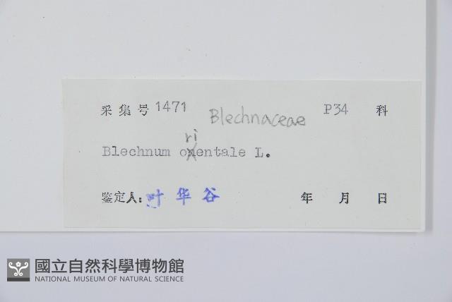 烏毛蕨藏品圖，第2張