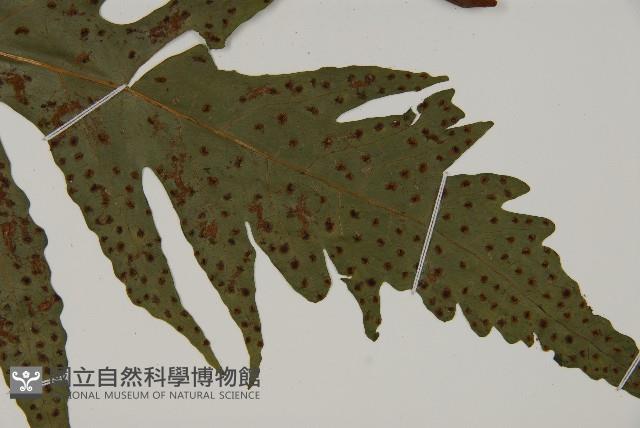 蛇脈三叉蕨藏品圖，第3張