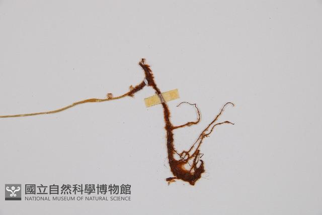 寬葉冷蕨藏品圖，第3張