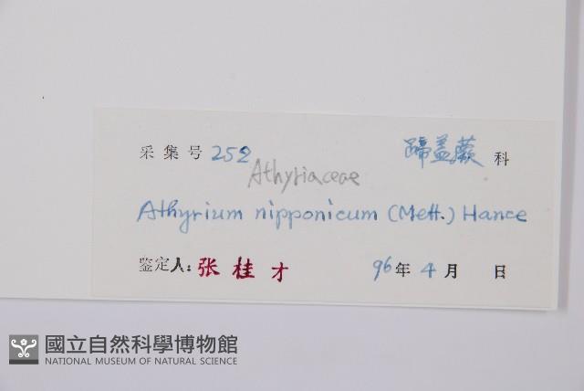 日本蹄蓋蕨藏品圖，第3張