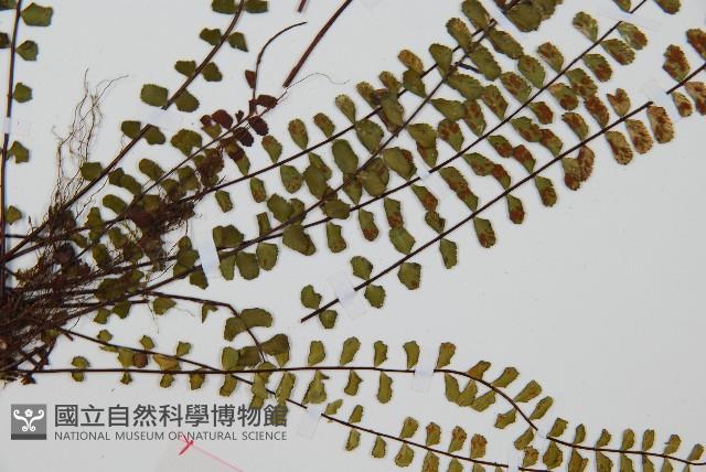 鐵角蕨藏品圖，第3張