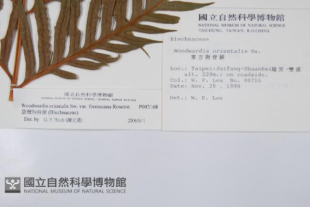 臺灣狗脊蕨藏品圖，第2張